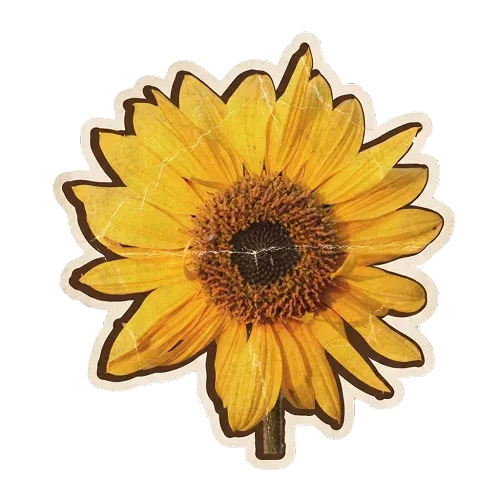Sunflower Sticker